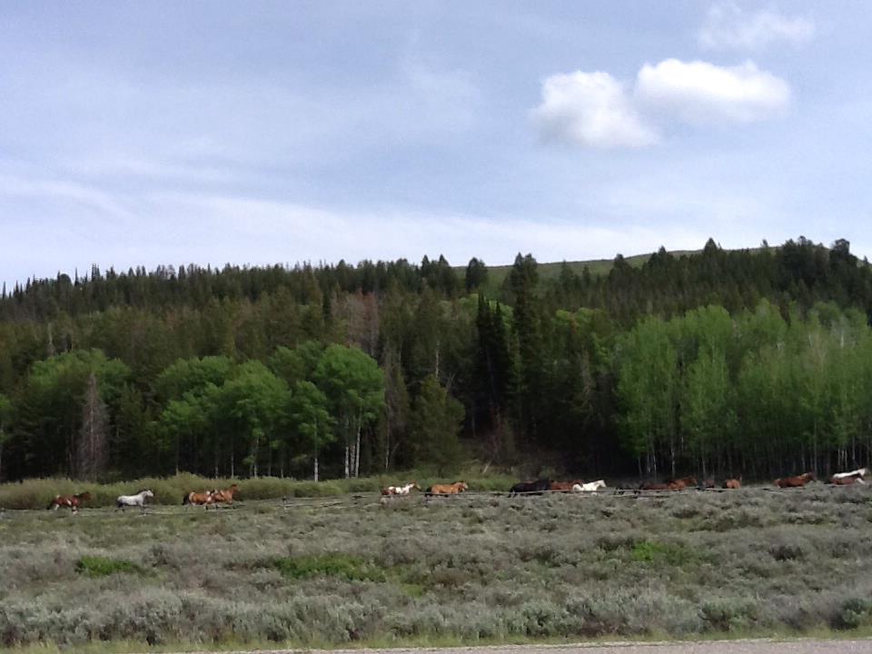 horses in Idaho